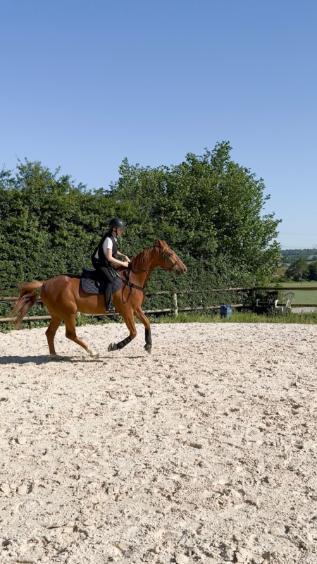 Vente de cheval : El Julry 
