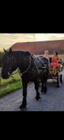 Vente de cheval : Rafal des Sucs 