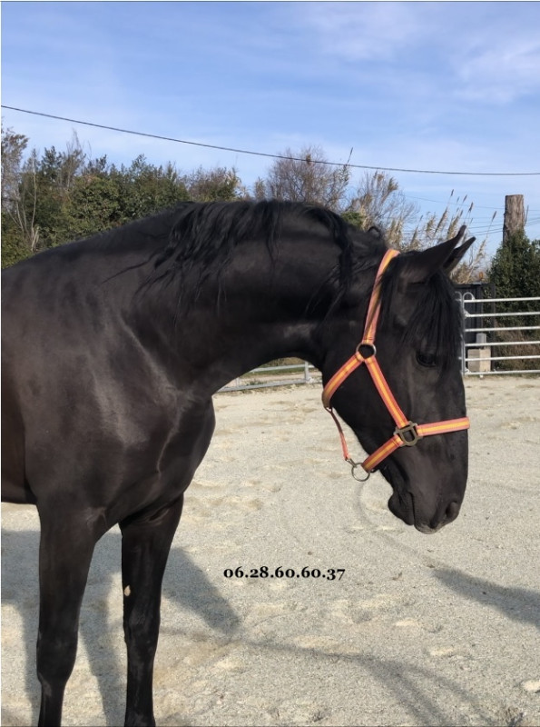 Vente de cheval : neptune