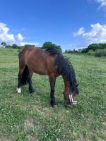 Vente de cheval : Lextase 