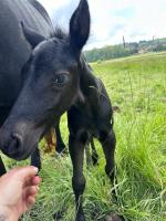 Vente de cheval : Prince du limbach 
