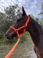 Vente de cheval : Image de Buliere
