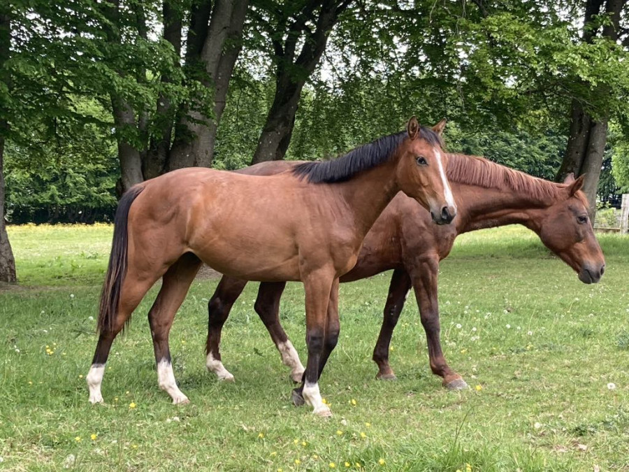 Vente de cheval : Chocapic des cinq dames Z