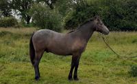 Vente de poney