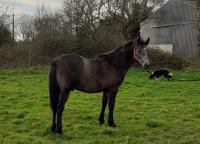 Vente de poney