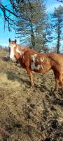 Vente de cheval : Hotshot et vitamine 