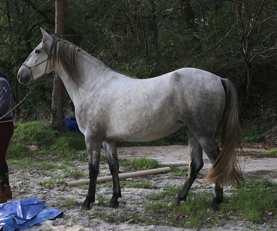 Vente de cheval : Feria