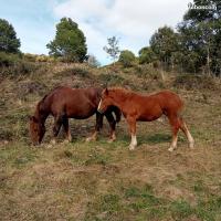 Vente de cheval : Noisette du Fau