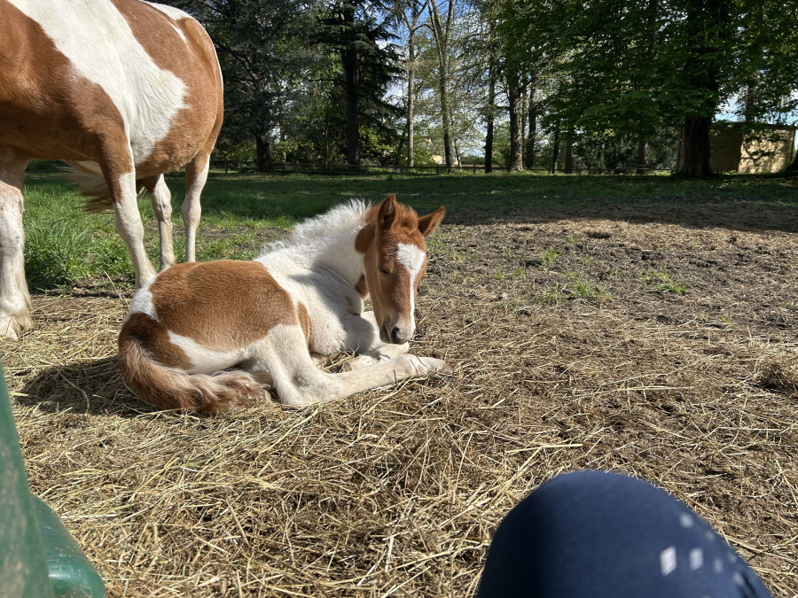 Vente de poney