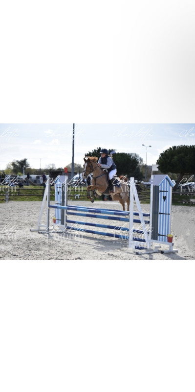 Vente de cheval : Norma