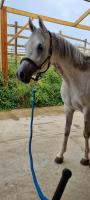 Vente de cheval : Dur Al-Adeyat
