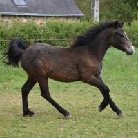 Vente de poney