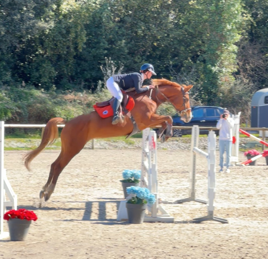 Vente de cheval : Think EDA Z 