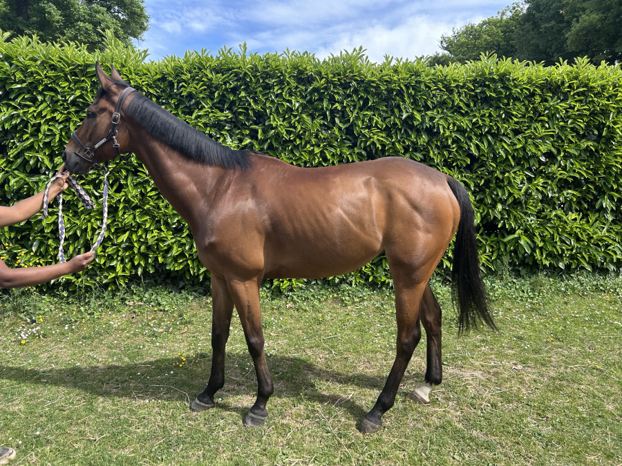 Vente de cheval : Dalvista 