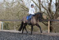 Vente de cheval : Let it be BD