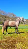 Vente de cheval : Jawahir du Vivarais 