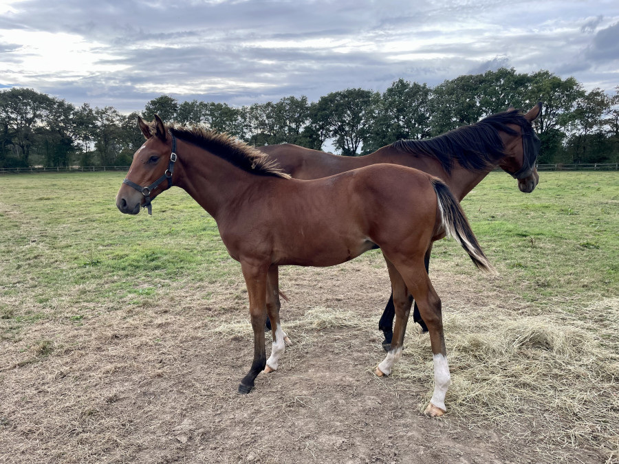 Vente de cheval : Natif des coteaux