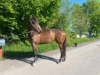Vente de cheval : KAMARINA