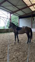 Vente de cheval : Cashemir D'Orvaux Z