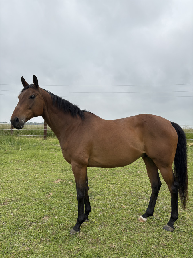 Vente de cheval : Le touquet 
