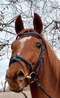 Vente de cheval : Opale de brion AA