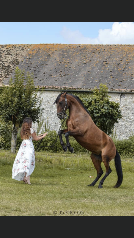 Demi pension cheval Lusitanien