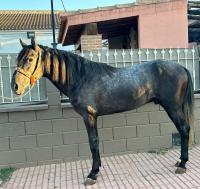 Vente de cheval : GALAN