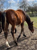 Vente de cheval : Malito d'orphee