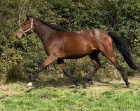 Vente de cheval : Holisca d'orphee