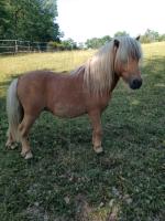 Vente de poney