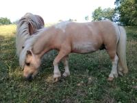 Vente de poney