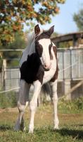 Vente de poney