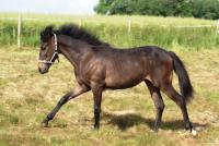 Vente de poney