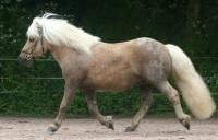Chouchou de caux