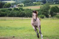 Vente de poney