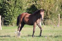 Vente de poney