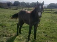 Vente de poney