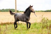 Vente de poney