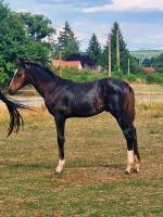 Vente de cheval : Peps chambrette 