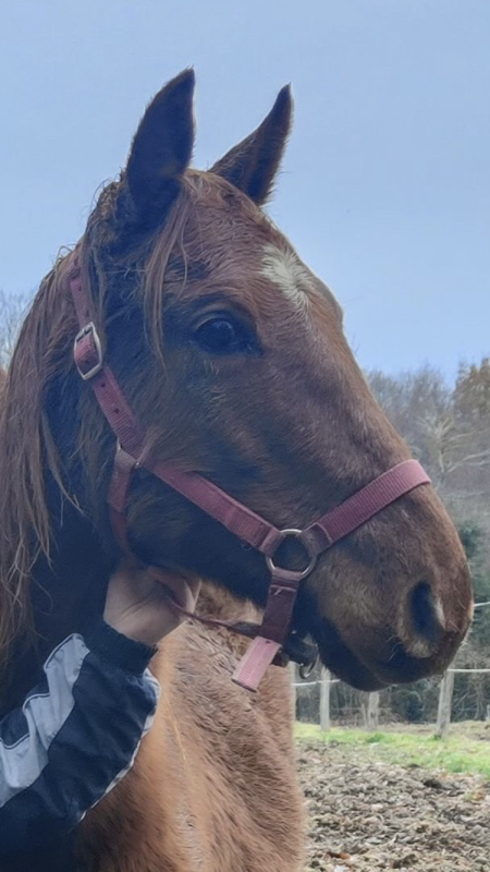 Vente de cheval : Naos de milbona 