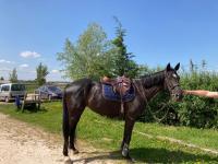 Vente de cheval : Fe de Touzaine