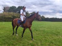 Vente de cheval : Folifurieuse helenja 