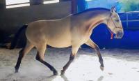Vente de cheval : MIANTOZA COSTIERO