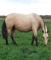 Vente de cheval : FURIA VP