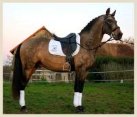 Vente de cheval : AFORTUNADO XXXVII