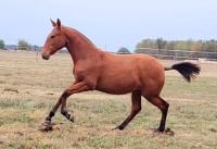 Vente de cheval : NOELYA COSTIERO