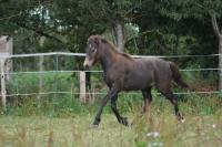 Vente de poney