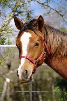 Vente de cheval : Secret Story