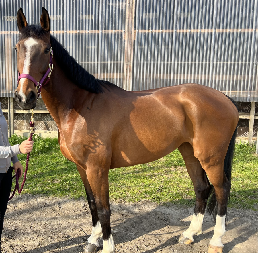 Vente de cheval : Feel Magic Jal