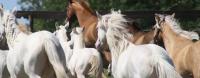 Recherche soigneur pour élevage de chevaux